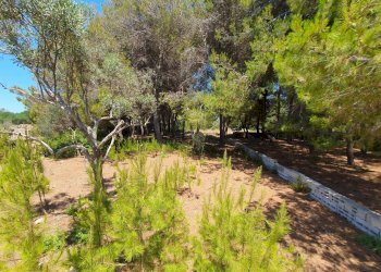 Foto 24 - Villa Castrignano del Capo - foto 24