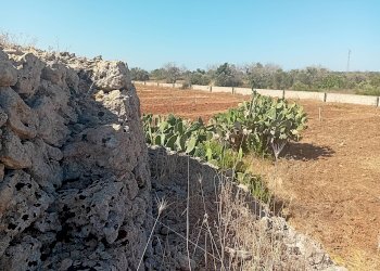 Foto 8 - Terreno edificabile Alliste - foto 8