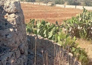 Foto 10 - Terreno edificabile Alliste - foto 10