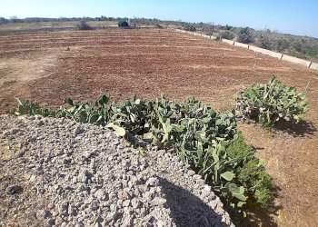 Foto 12 - Terreno edificabile Alliste - foto 12