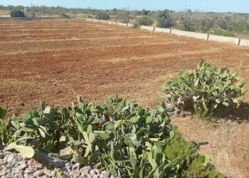 Foto 13 - Terreno edificabile Alliste - foto 13