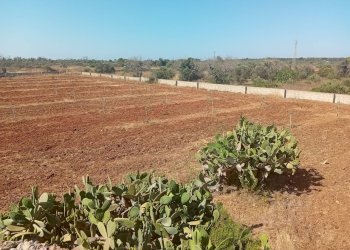 Foto 19 - Terreno edificabile Alliste - foto 19