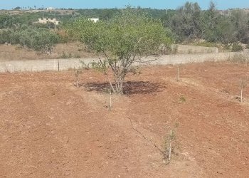 Foto 20 - Terreno edificabile Alliste - foto 20