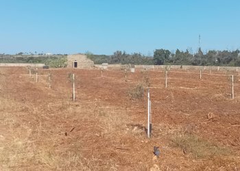 Foto 25 - Terreno edificabile Alliste - foto 25