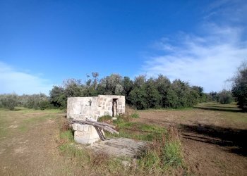 Foto 1 - Terreno agricolo Ortelle - foto 1