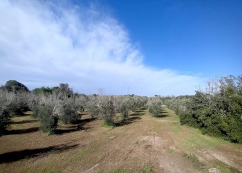 Foto 6 - Terreno agricolo Ortelle - foto 6