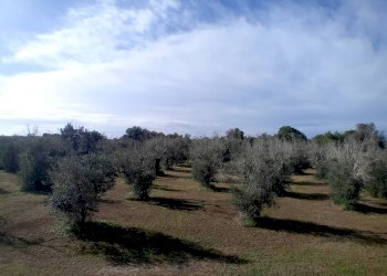 Foto 7 - Terreno agricolo Ortelle - foto 7