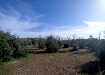 Foto 8 - Terreno agricolo Ortelle - foto 8