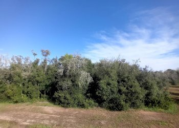 Foto 9 - Terreno agricolo Ortelle - foto 9