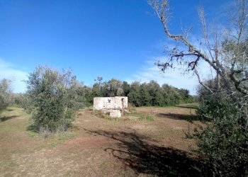 Foto 10 - Terreno agricolo Ortelle - foto 10