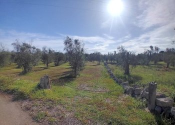 Foto 11 - Terreno agricolo Ortelle - foto 11