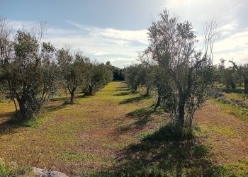 Foto 12 - Terreno agricolo Ortelle - foto 12