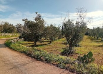 Foto 13 - Terreno agricolo Ortelle - foto 13