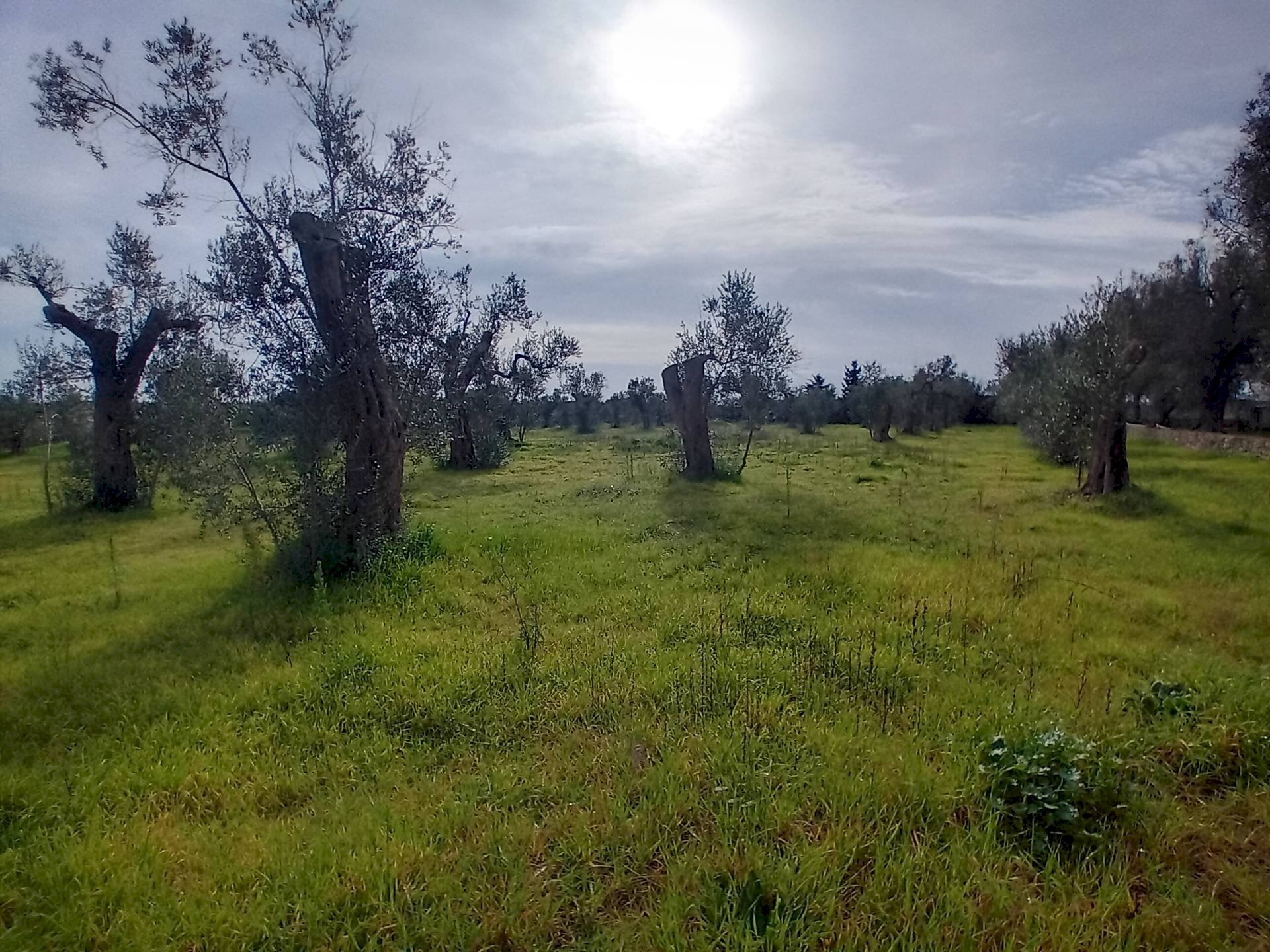 Foto 1 - Terreno agricolo Giuggianello - foto 1