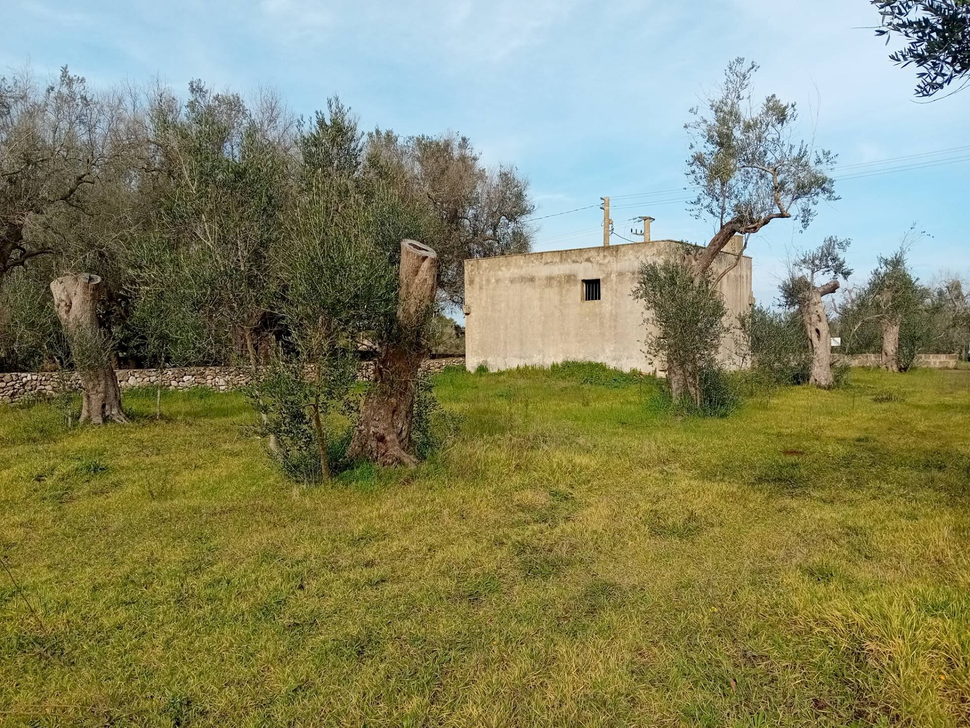 Foto 2 - Terreno agricolo Giuggianello - foto 2