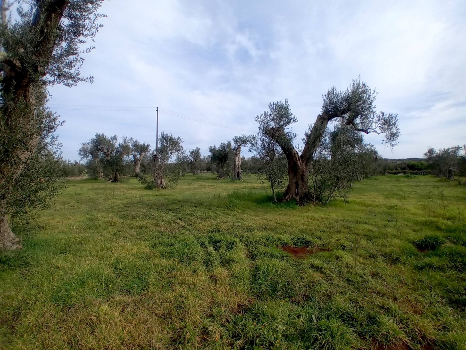 Foto 3 - Terreno agricolo Giuggianello - foto 3