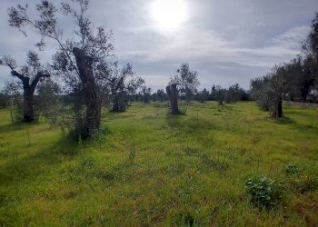 Foto 1 - Terreno agricolo Giuggianello - foto 1