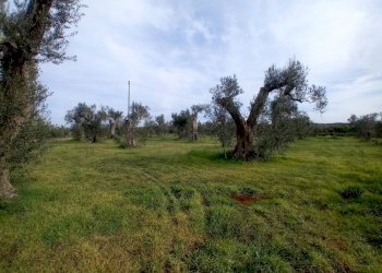 Foto 3 - Terreno agricolo Giuggianello - foto 3