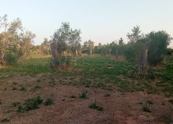 Foto 9 - Terreno agricolo Giuggianello - foto 9