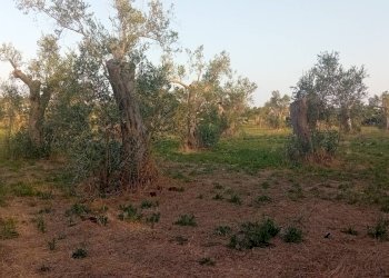 Foto 10 - Terreno agricolo Giuggianello - foto 10