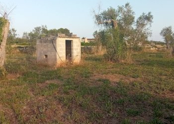 Foto 11 - Terreno agricolo Giuggianello - foto 11