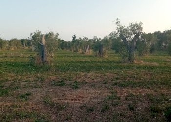 Foto 12 - Terreno agricolo Giuggianello - foto 12