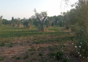 Foto 13 - Terreno agricolo Giuggianello - foto 13