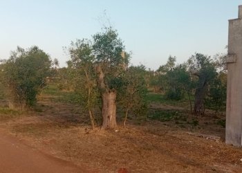 Foto 16 - Terreno agricolo Giuggianello - foto 16