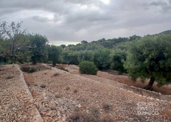 Terreno - Terreno agricolo strada Comunale Giardinelli, Fasano - foto 4