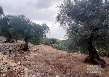 Terreno - Terreno agricolo strada Comunale Giardinelli, Fasano - foto 5