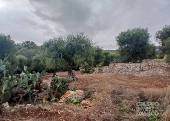 Terreno - Terreno agricolo strada Comunale Giardinelli, Fasano - foto 6