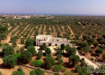 Vista - Rustico contrada Case Sparse Pezze, Fasano - foto 1