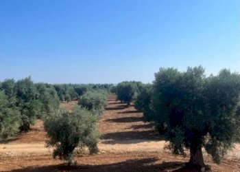 Terreno - Rustico contrada Case Sparse Pezze, Fasano - foto 15