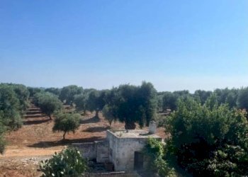 Terreno - Rustico contrada Case Sparse Pezze, Fasano - foto 18