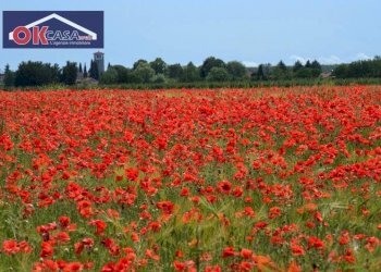 Foto 5 - Terreno edificabile Via Ruggero Grieco, San Canzian d'Isonzo - foto 5