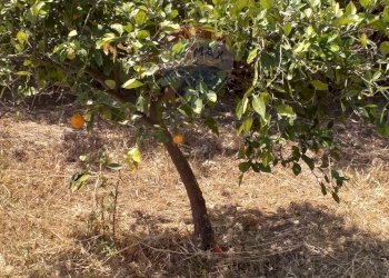 Giardino - Villa Marina di Modica
 
snc, Modica - foto 21