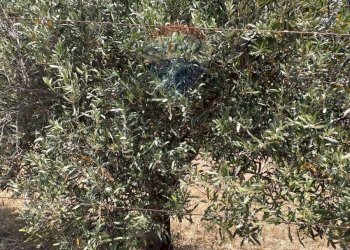 Giardino - Villa Marina di Modica
 
snc, Modica - foto 22