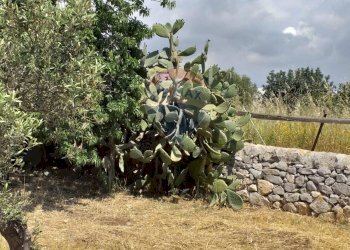 Giardino - Villa Marina di Modica
 
snc, Modica - foto 23