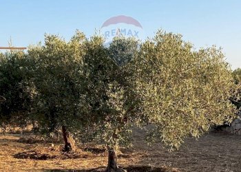 Giardino - Villa Marina di Modica
 
snc, Modica - foto 33