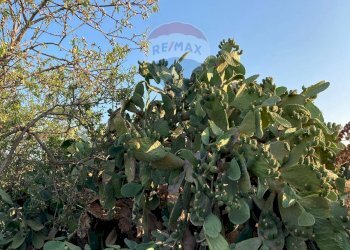 Giardino - Villa Marina di Modica
 
snc, Modica - foto 34