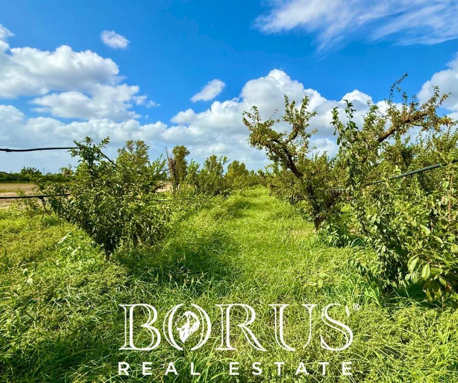 Foto 1 - Terreno agricolo Trentola Ducenta - foto 1