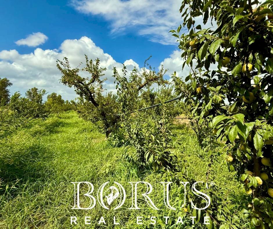 Foto 2 - Terreno agricolo Trentola Ducenta - foto 2