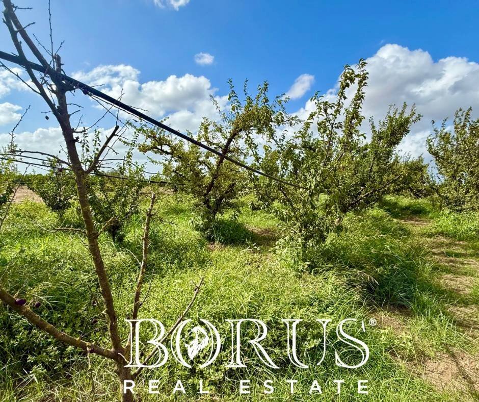 Foto 3 - Terreno agricolo Trentola Ducenta - foto 3