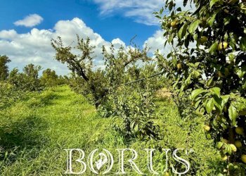 Foto 2 - Terreno agricolo Trentola Ducenta - foto 2