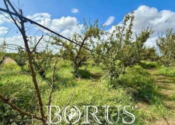 Foto 3 - Terreno agricolo Trentola Ducenta - foto 3