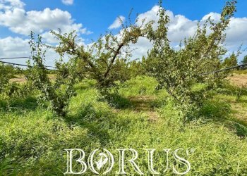 Foto 5 - Terreno agricolo Trentola Ducenta - foto 5