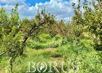 Foto 7 - Terreno agricolo Trentola Ducenta - foto 7