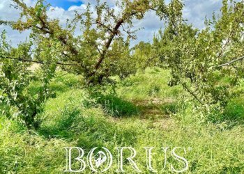 Foto 8 - Terreno agricolo Trentola Ducenta - foto 8