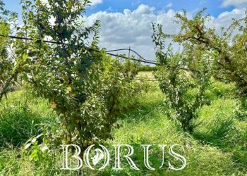 Foto 10 - Terreno agricolo Trentola Ducenta - foto 10