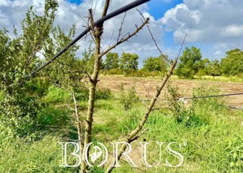 Foto 11 - Terreno agricolo Trentola Ducenta - foto 11